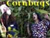 Cornbugs